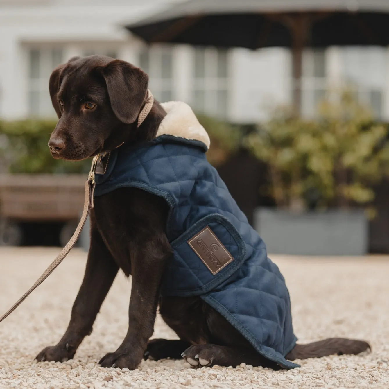 Kentucky Horsewear Dog Rug