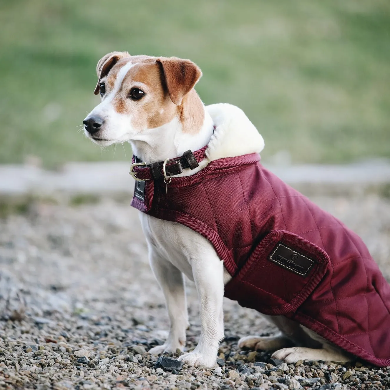 Kentucky Horsewear Dog Rug