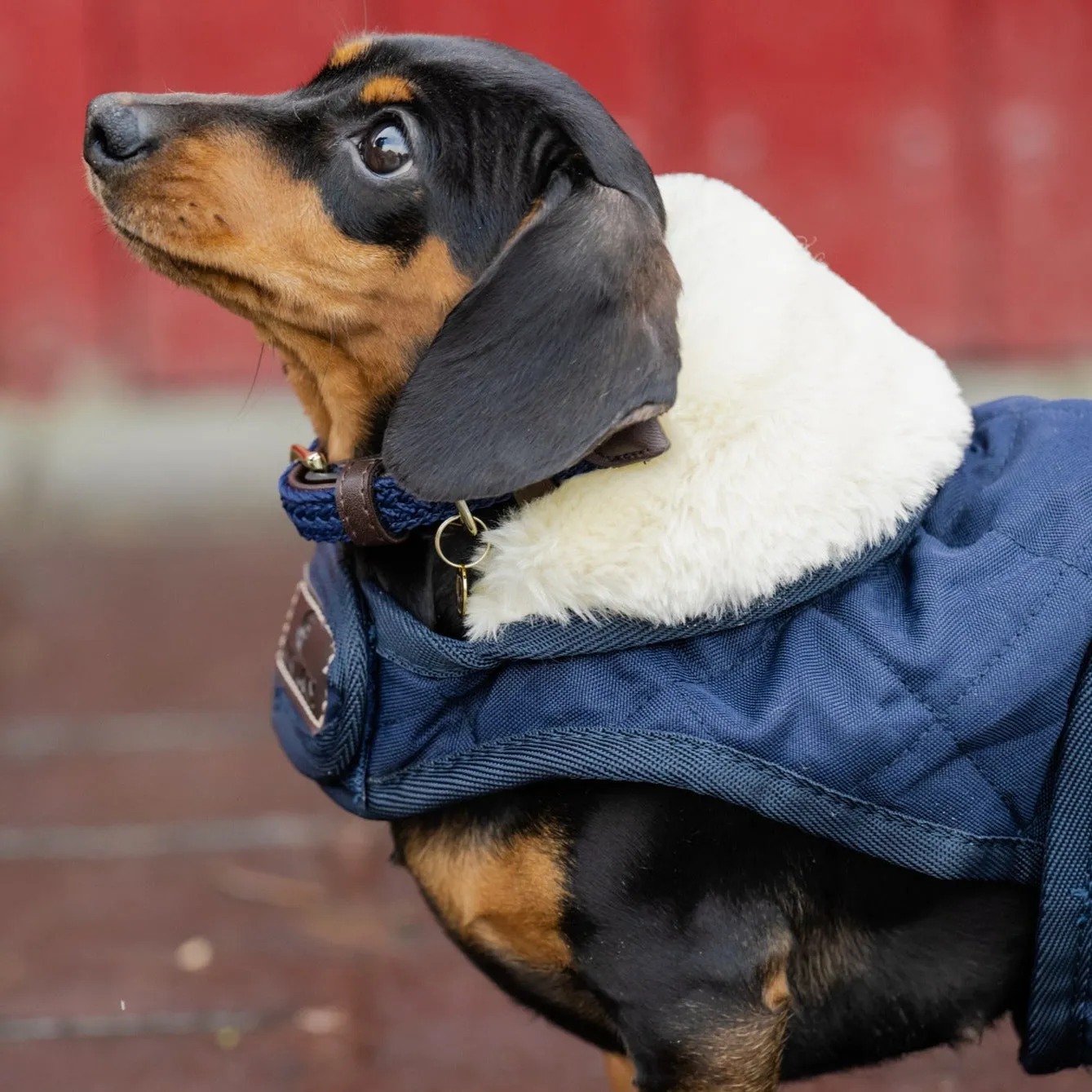 Kentucky Horsewear Dog Rug