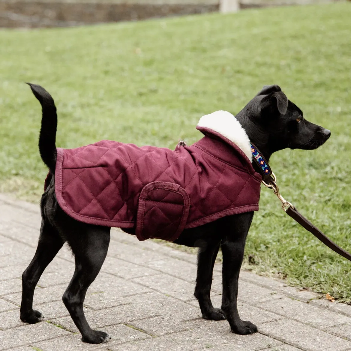 Kentucky Horsewear Dog Rug