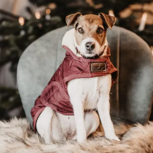 Kentucky Horsewear Dog Rug